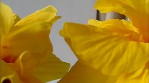 ГИБИСКУС МАХРОВЫЙ ЖЁЛТЫЙ.HIBISCUS ЗАЦВЁЛ.