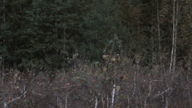 Время гона и рева благородных оленей. Осень, вечерний рев в лесу. Звуки дикой природы | Мир природы смотреть онлайн