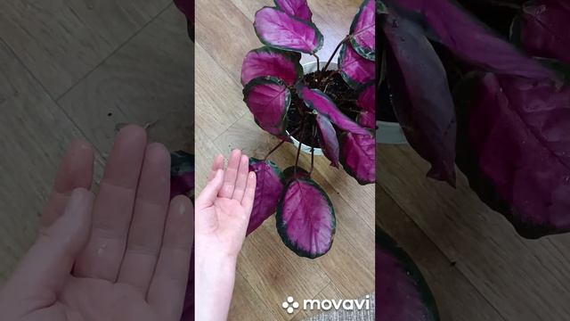 Калатея розеопикта рози/Calathea Roseopicta Rosey