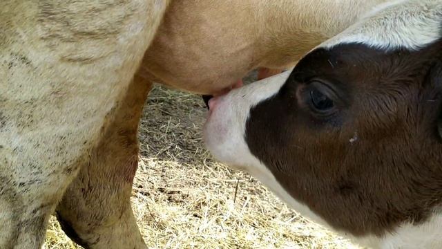 ??✨ Коровы — священны и являются олицетворением добродетели. смотреть онлайн