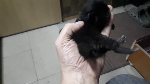 С какой скоростью растет котенок мейн куна смотреть онлайн