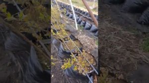 Выращивание голубики в пакетах