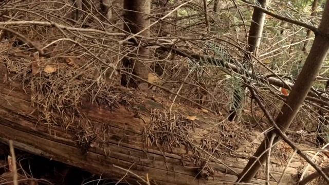 Останній білий гриб сезону. смотреть онлайн