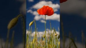 песня  маки