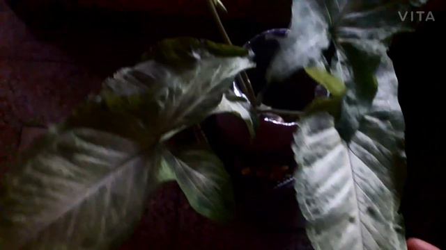 Chikni Mitti New Nursery Plant Repot ke baad Nahi Die #Beginners Clayey Soil How grow Care Syngoniu смотреть онлайн