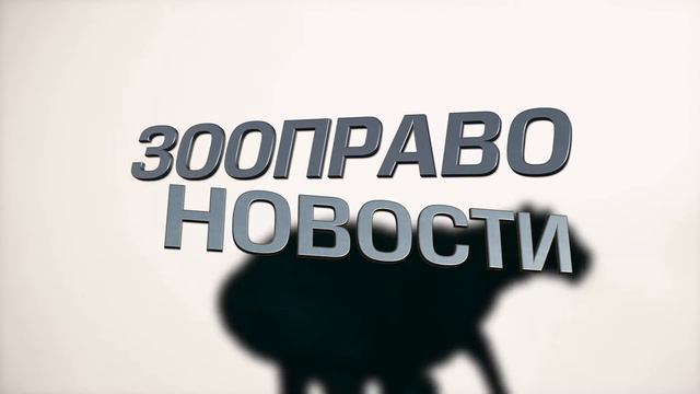 Зооправо NEWS. Выпуск 1 смотреть онлайн