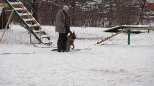 Немецкая овчарка. Тренировка ЗКС.
