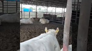 Аулиекольская порода Быков.Супер Быки!