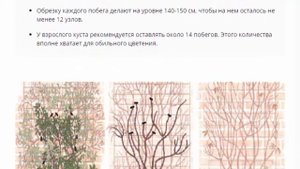 Клематис "Ред Стар", посадка, уход.