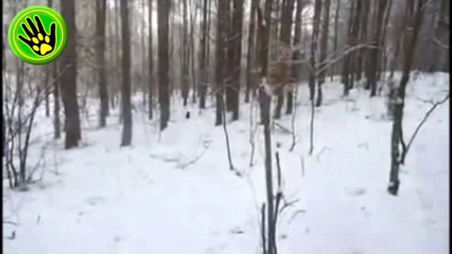 Приколы с собаками породы такса
