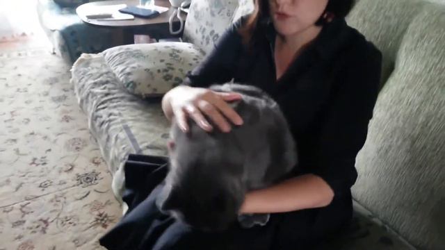 Омский кот Тимофей смотреть онлайн