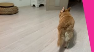 ПОДБОРКА ИГР КОРГИ Таффи и щенка Сэдди / СВЕРШИЛОСЬ!!? как это было и как стало?