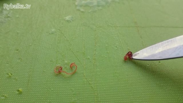 Шокирующие последствия рыбалки в Рогожкино или окуни с сюрпризом! Worms in fish. Nematodes in fish