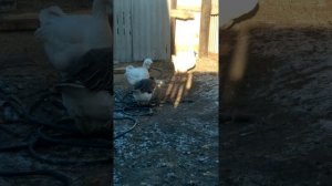 Купил гусей холмогоров