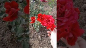 Роза Симпатия плетистая