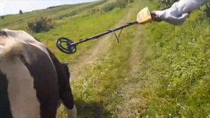 МЕТАЛЛОИСКАТЕЛЕМ НАШЛИ ГВОЗДЬ В ГРУДНОЙ ПОЛОСТИ У КОРОВЫ