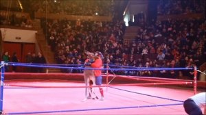 Кенгуру-боксёр, выиграл человека по боксу!!!