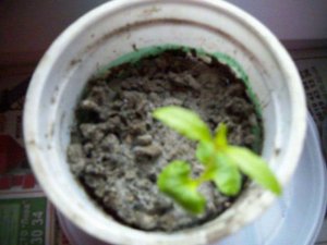 ГРАНАТ от семени до деревца, часть 1