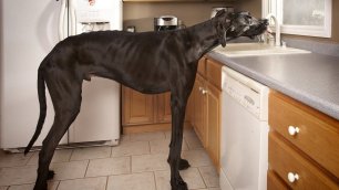 Это самые высокие собаки в мире!