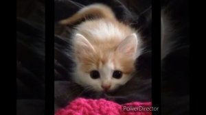 Клип *баю баюшки баю*