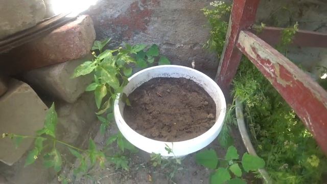 хочу проростить банан из семян гавриш и плода банана смотреть онлайн