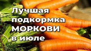 Лучшая подкормка моркови в июле: как вырастить крупные и сладкие корнеплоды.