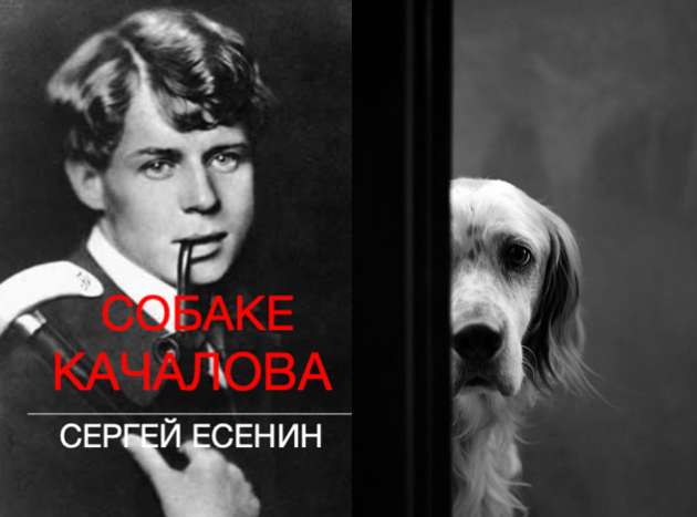 Дали есенин. Есенин про собаку. Есенин про пса Джима. Как звали собаку Есенина.