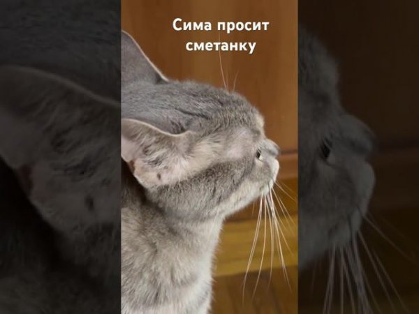 #кот #кошка #животные #animals #cat #sima #camedy #смешное #смешноепроживотных #shorts #камеди #diy