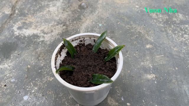 Thử trồng những chiếc lá vào ly sữa tươi | Growing Ixora plants from leaves смотреть онлайн