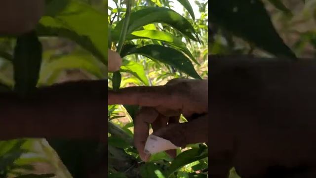 Саженцы нектарина и персиков и способы формирования деревьев.+ 905522918474. смотреть онлайн