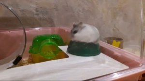 КАК ОТЛИЧИТЬ ДЖУНГАРИКА ОТ КЕМПБЕЛЛА?