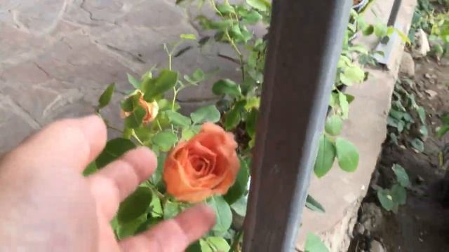 Пришли новые розы из РусРоза и Подворье! Отличные 3х летние саженцы в контеньерах! смотреть онлайн