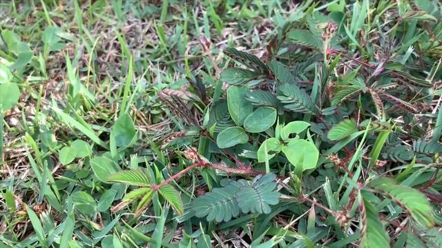 The Makahiya Plant - Mimosa Pudica смотреть онлайн