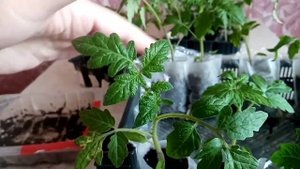Будни огородника, мешки из спанбонда, рассада томатов и других культур