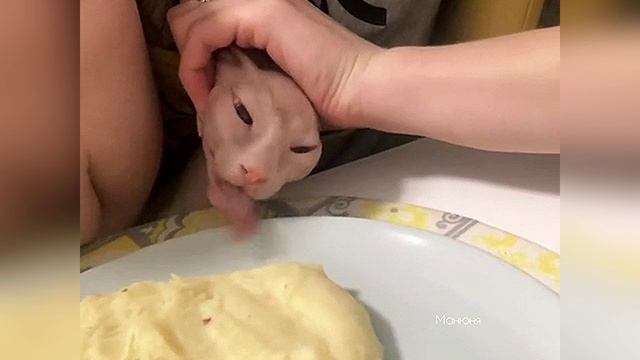 Манюня