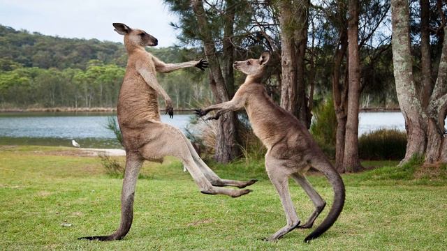 “K” is for Kangaroo! | Animal Facts with Playgarden Online | Preschool Learning Videos for Toddlers смотреть онлайн