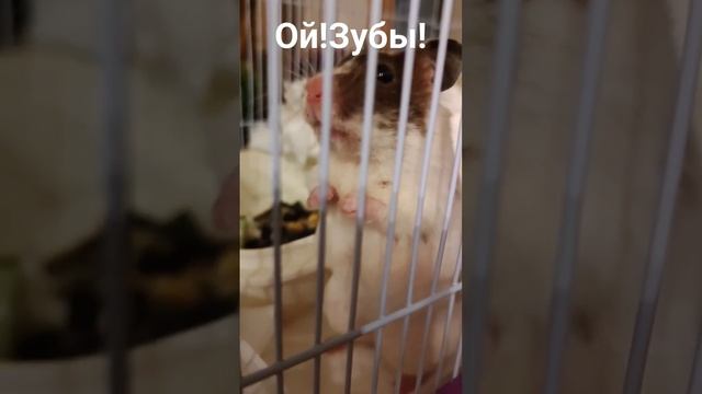 Зубы у них очень острые. Но она не кусает нас! смотреть онлайн