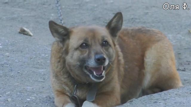 1 Мая дома // Салат из лука к шашлыку смотреть онлайн