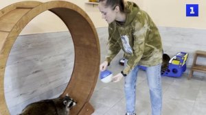 «Пушистая братва» в антикафе Москвы можно поиграть с енотами