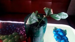 Как ухаживать за лимоном Мейера .