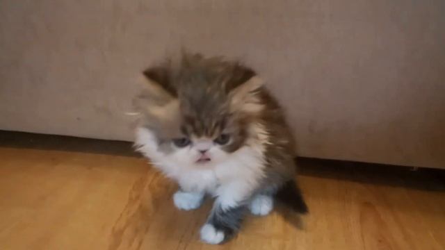 Продаются замечательные котята смотреть онлайн