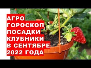 Агрогороскоп посадки клубники и земляники в сентябре 2022 года