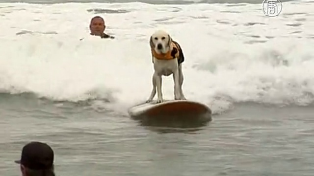Калифорния: собаки соревнуются в сёрфенге смотреть онлайн