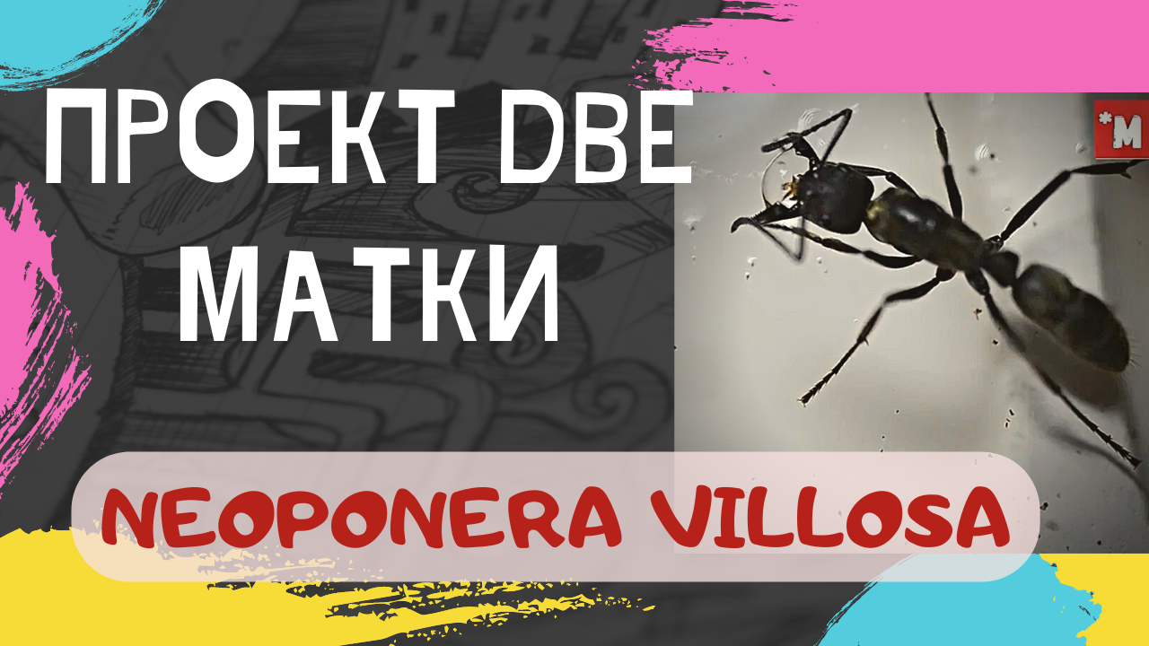Муравьи Неопонера виллоса. Проект две матки. Продолжение