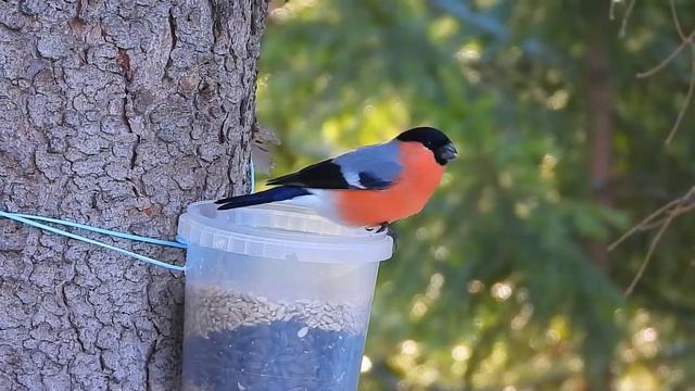 Птицы на кормушке 30 марта смотреть онлайн