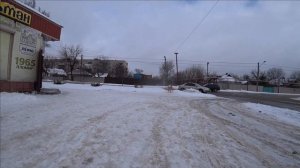 Электрошокер  и собаки.