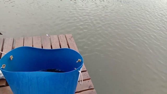 Запуск форели. РЫБАЛКА В ДУРЫКИНО