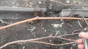 Пример обрезки на двухплоскостной шпалере. Маршал Фош.