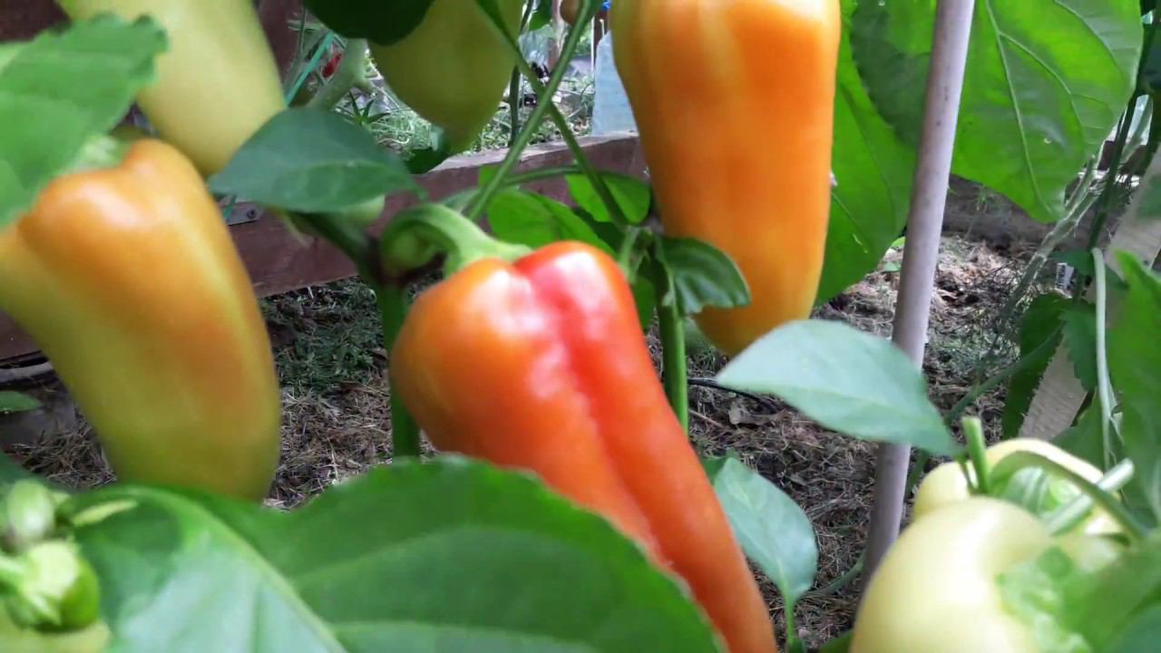 Перец Адмирал F1, один из самых урожайных в этом июне смотреть онлайн