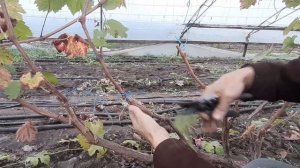 Короткая обрезка винограда (рожками), на примере сорта Велеса